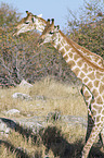 Angola Giraffes