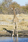 Angola Giraffe