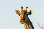 Angola Giraffe