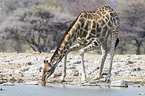 Angola Giraffe