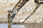 Angola Giraffe