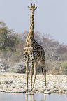 Angola Giraffe