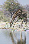 Angola Giraffe