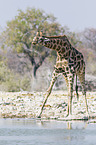 Angola Giraffe