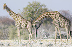 Angola Giraffes