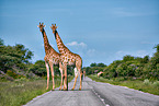 Angola Giraffes