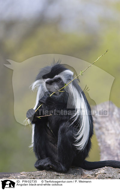 Angolan black-and-white colobus / PW-02735