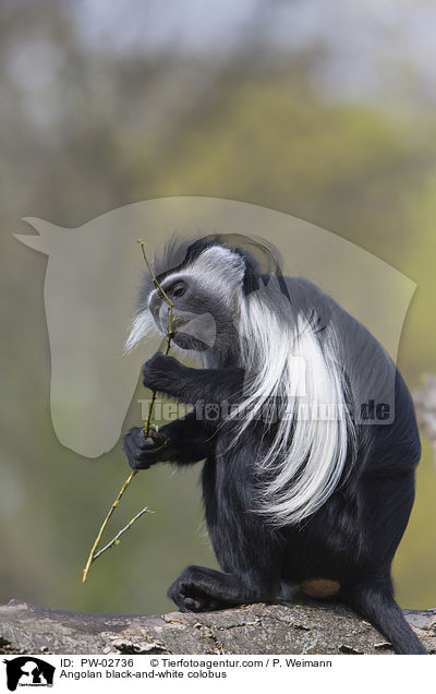 Angolan black-and-white colobus / PW-02736