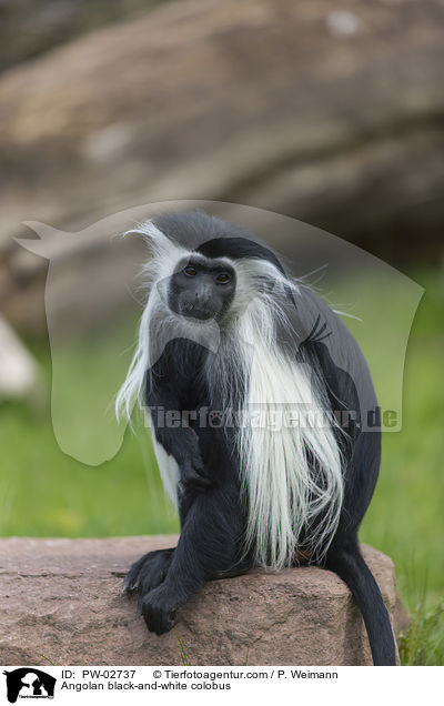 Angolan black-and-white colobus / PW-02737
