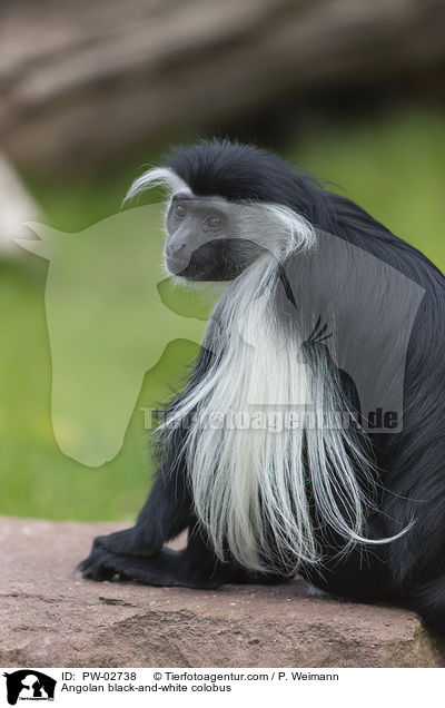 Angola-Mantelaffe / Angolan black-and-white colobus / PW-02738