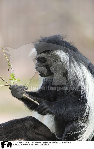 Angola-Mantelaffe / Angolan black-and-white colobus / PW-02743