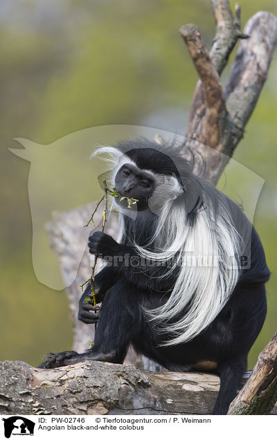 Angolan black-and-white colobus / PW-02746
