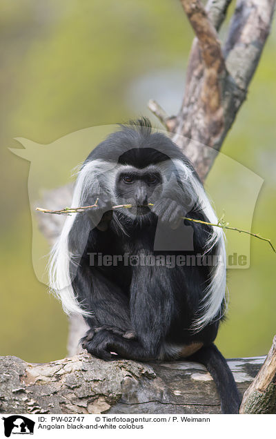 Angolan black-and-white colobus / PW-02747