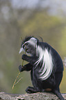 Angolan black-and-white colobus