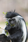 Angolan black-and-white colobus