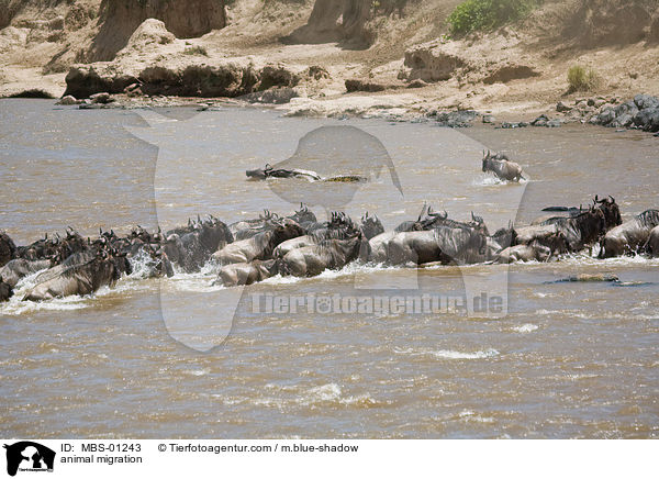 Tierwanderung / animal migration / MBS-01243