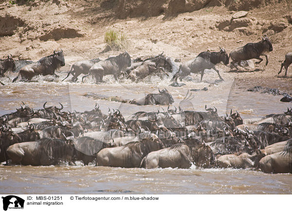 Tierwanderung / animal migration / MBS-01251