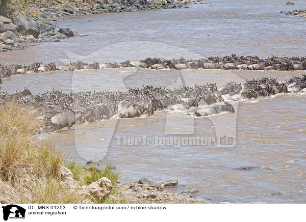 Tierwanderung / animal migration / MBS-01253