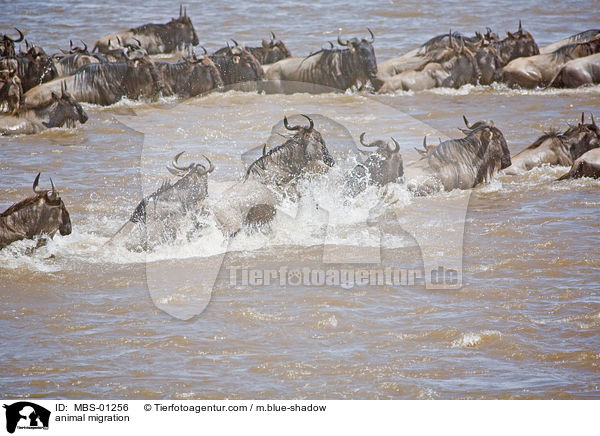 animal migration / MBS-01256