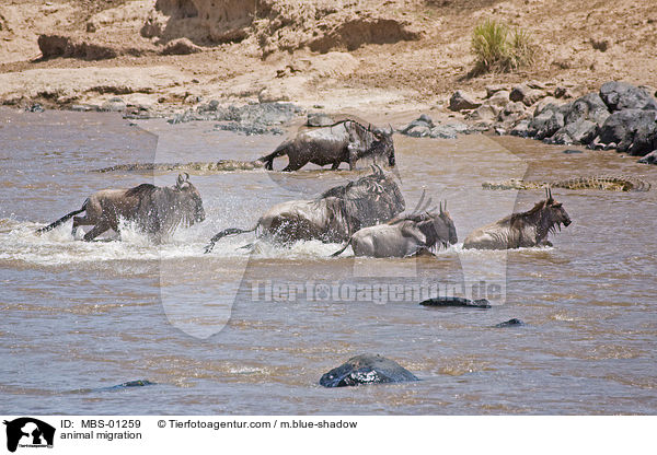 Tierwanderung / animal migration / MBS-01259