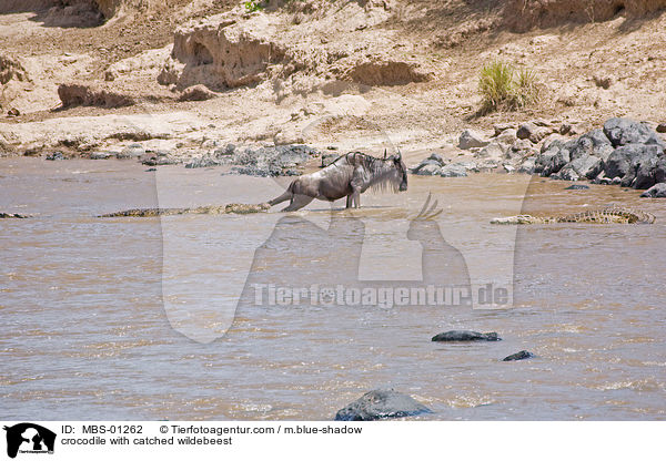 crocodile with catched wildebeest / MBS-01262