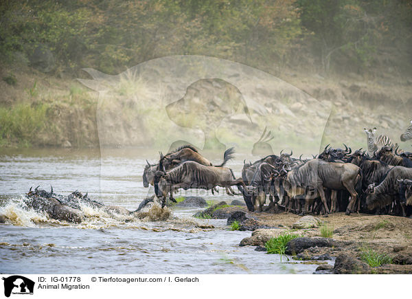 Tierwanderung / Animal Migration / IG-01778