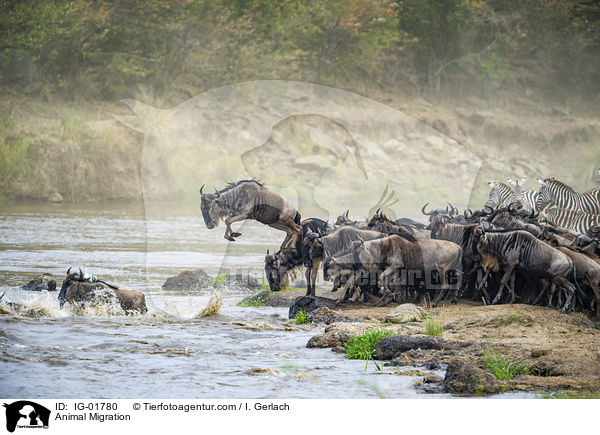 Tierwanderung / Animal Migration / IG-01780