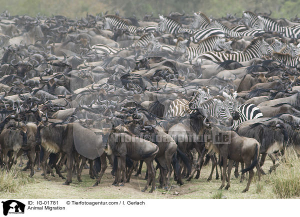 Tierwanderung / Animal Migration / IG-01781