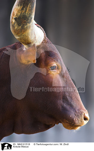 Watussi-Rind / Ankole-Watusi / MAZ-01516