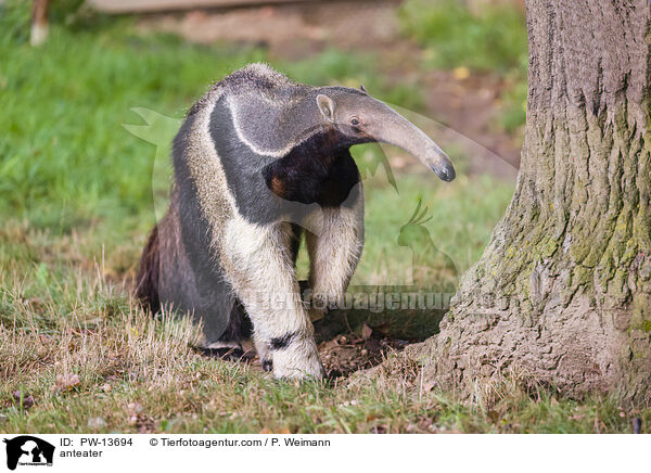 anteater / PW-13694