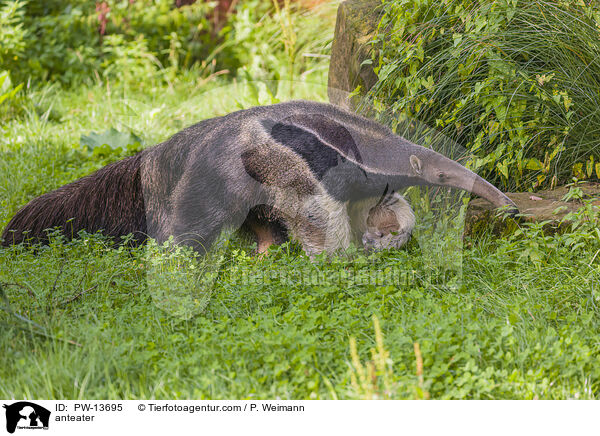 Ameisenbr / anteater / PW-13695