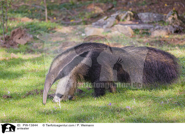 Ameisenbr / anteater / PW-13844