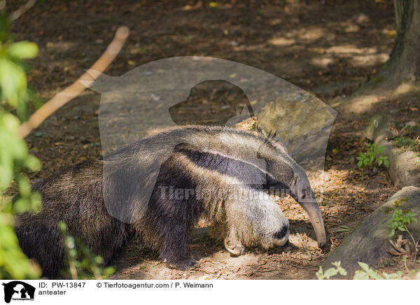 Ameisenbr / anteater / PW-13847