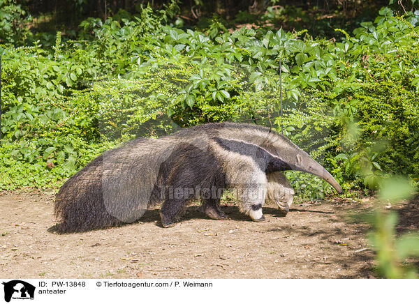 Ameisenbr / anteater / PW-13848