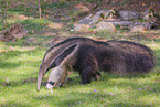 anteater