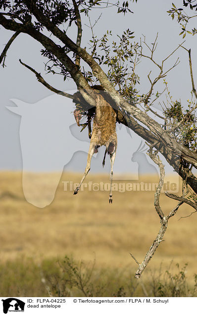 tote Antilope / dead antelope / FLPA-04225