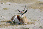 antelope