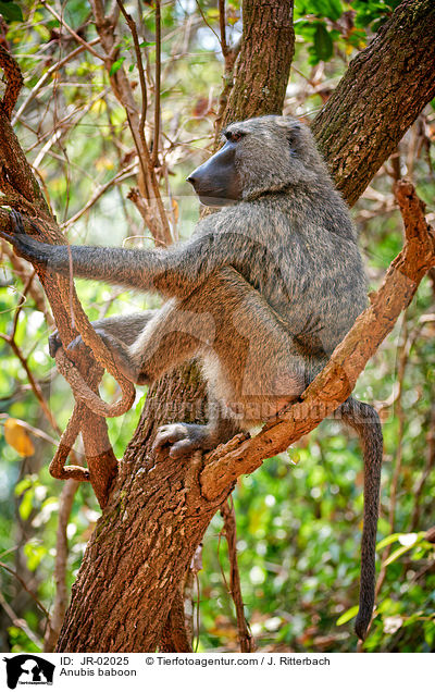 Anubis baboon / JR-02025