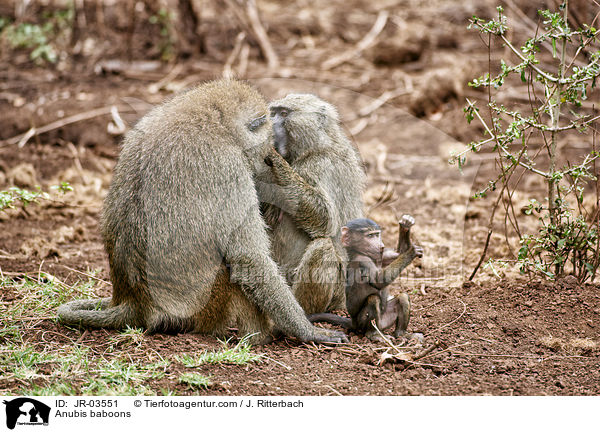 Anubis baboons / JR-03551