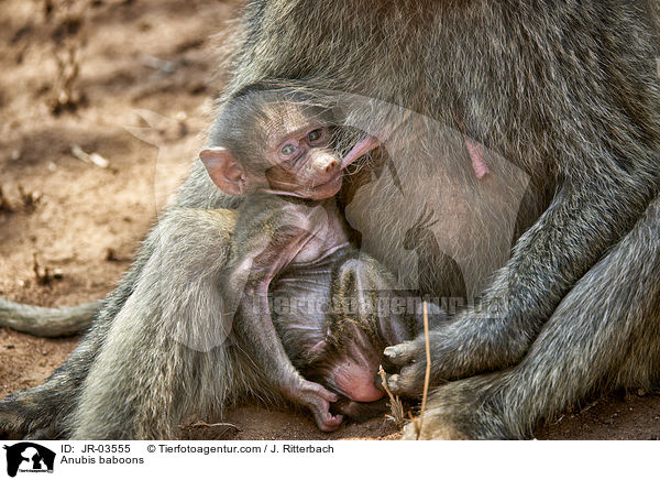 Anubis baboons / JR-03555