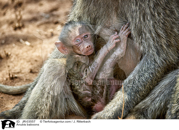 Anubis baboons / JR-03557