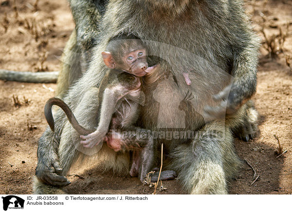 Anubispaviane / Anubis baboons / JR-03558