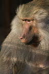 Anubis baboon