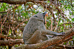 Anubis baboon