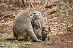 Anubis baboons