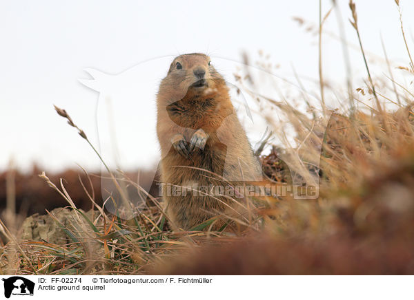 Arctic ground squirrel / FF-02274
