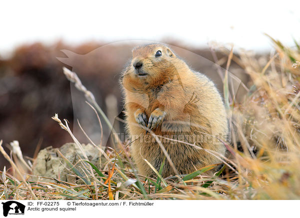 Arctic ground squirrel / FF-02275