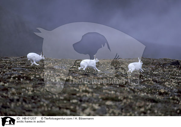 arctic hares in action / HB-01207