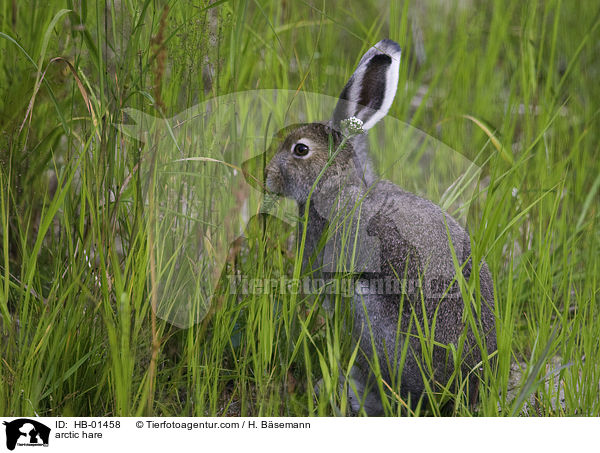 arctic hare / HB-01458
