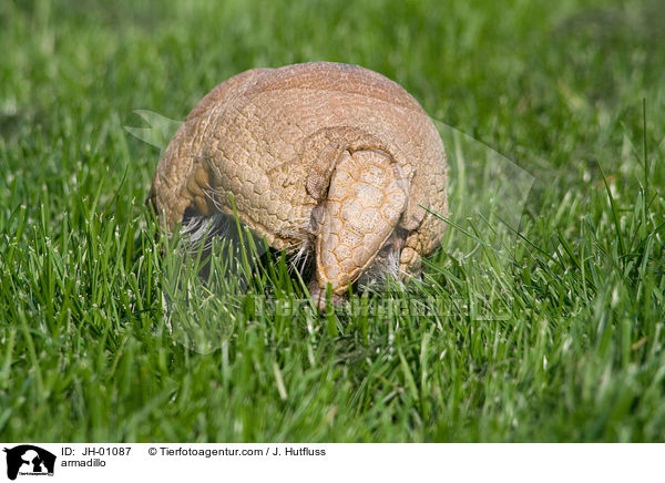 armadillo / JH-01087